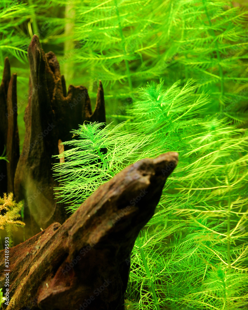 Aquarium representing natural biotop of European nature. Cold water