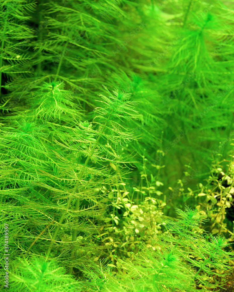 Aquarium representing natural biotop of European nature. Cold water