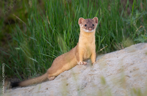 Long tailed weasel © Jillian