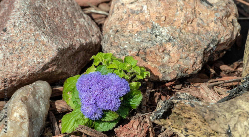 Φωτογραφία A pretty ageratum plant with soft purple flowers grows between the rocks in this southwest Missouri garden