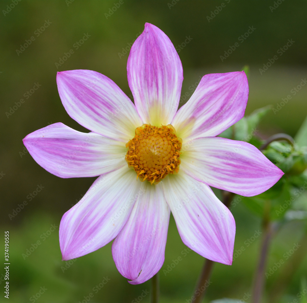 Fototapeta premium Dahlia