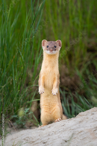Fotografi Long tailed weasel