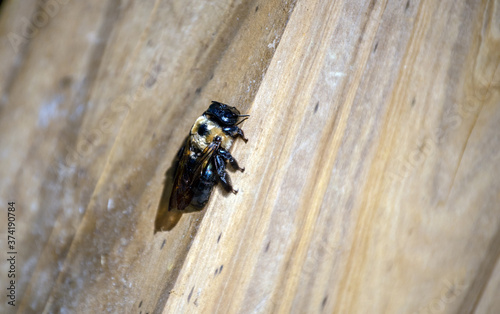 This carpenter bee rests on a defocused wooden deck railing in southwest Missouri on a warm day. Bokeh effect. photo