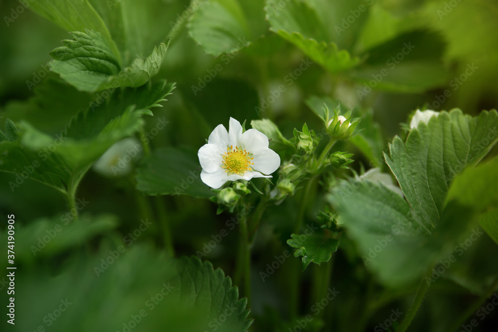 Blossoming strawberry close-up. Selective soft focus, blurry background Blossoming strawberry close-up. Selective soft focus, blurry background