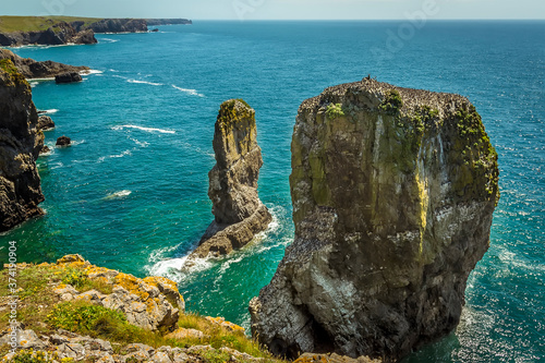 A pair of rock stacks provide a breeding ground for Raverbill Gulls on the Pembrokeshire coast, Wales in summer