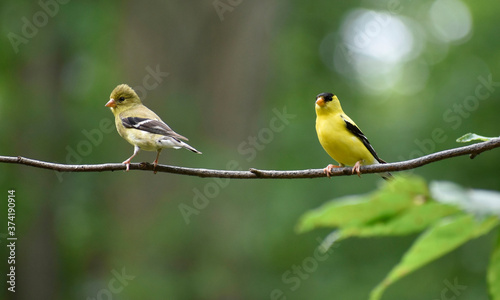 Adult male and juvenile American Goldfinches resting on a branch