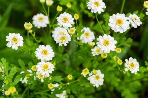 Achillea ptarmica, the sneezewort, sneezeweed, bastard pellitory, European pellitory, fair-maid-of-France, goose tongue, sneezewort yarrow, wild pellitory, or white tansy in the green garden  