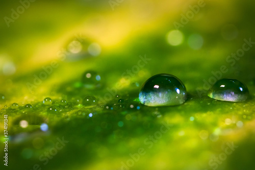 Water drop on a green leaf of plant - macro shot