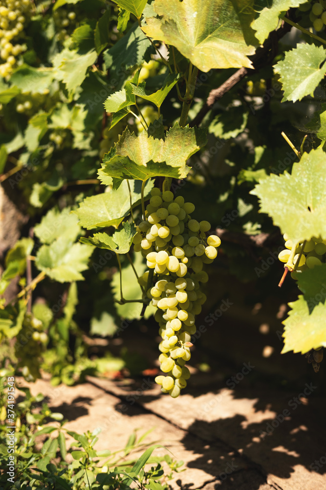 Time to pick grapes and make wine