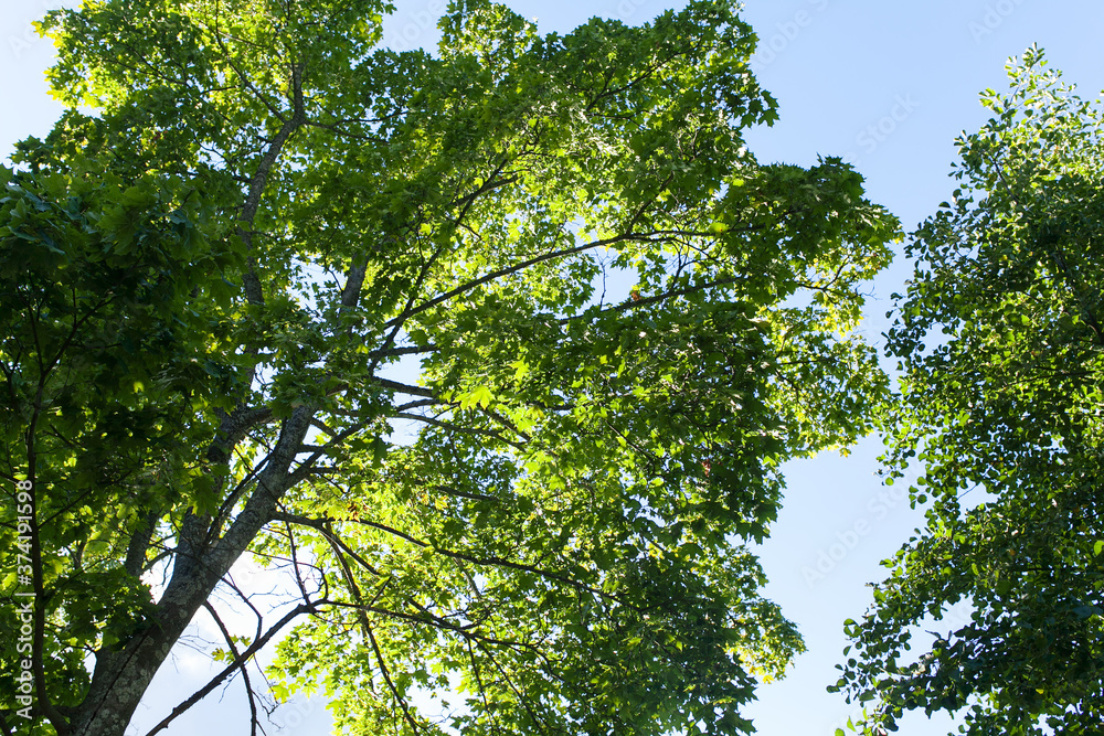 Fototapeta premium Blue sky and green treetops