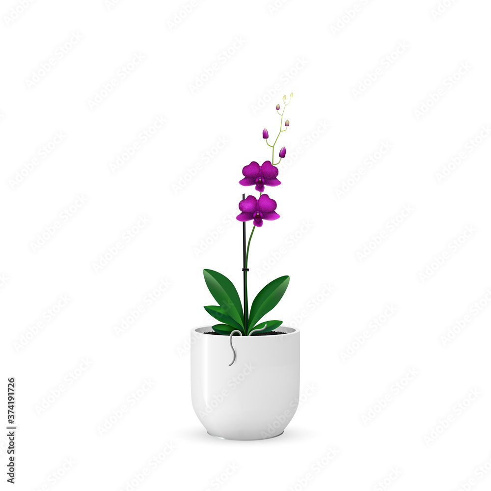 Purple orchid vector illustration. Orchid plant on a white ceramic plant pot. Purple Dendrobium. Orchid flowers, buds, leaves, stem and roots. 3D looking scalable vector design on a white background.
