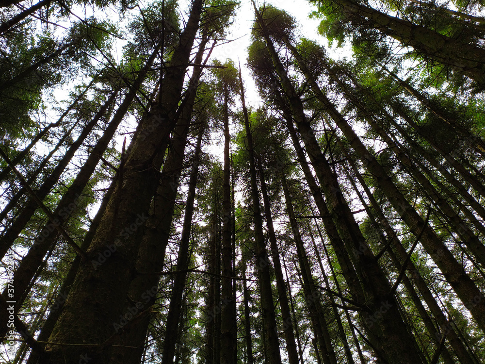 Fototapeta premium views of wild trees in the woods