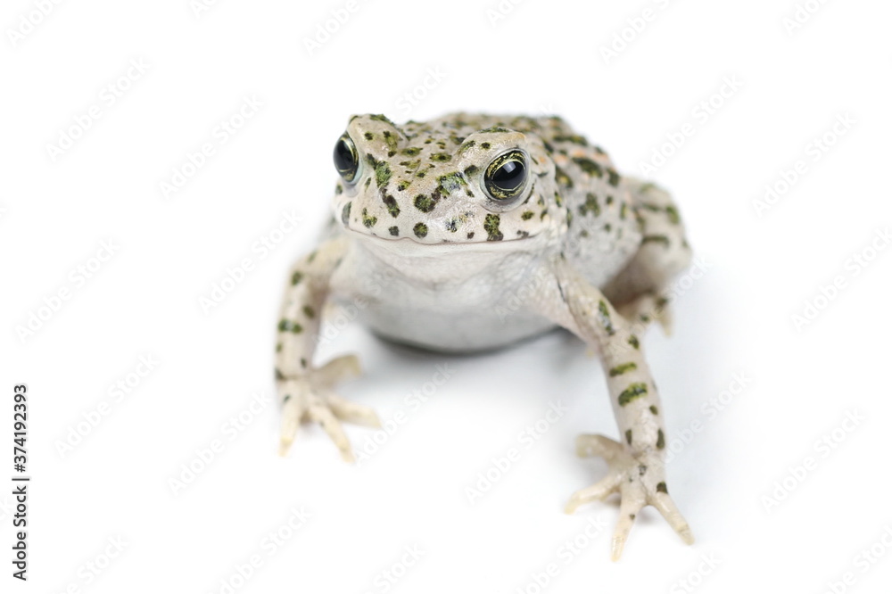 Fototapeta premium Young european fire-bellied toad, Bombina bombina isolated on white background