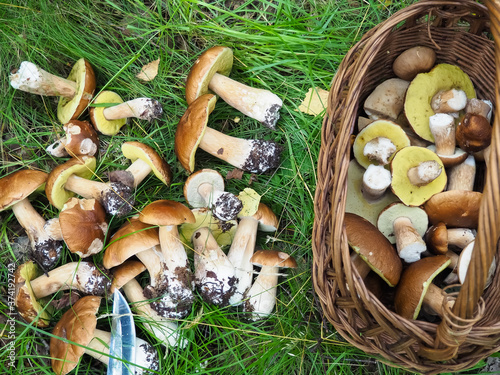 porcini mushrooms picked in the forest. basket . quiet hunting. hobby