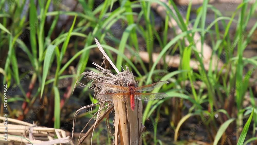 A red male Needham's skimmer dragonfly (Libellula needhami) on a tassel. Footage shows tracheal respiration through abdomen. Also seen is that territorial males are trying to intimidate each other A red male Needham's skimmer dragonfly (Libellula needhami) on a tassel. Footage shows tracheal respiration through abdomen. Also seen is that territorial males are trying to intimidate each other