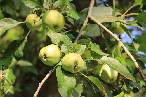 Heranreifende Äpfel an einem Apfelbaum im Sommer photo