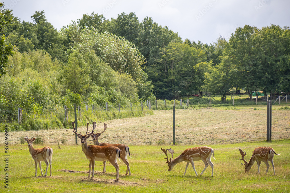 in enclosure many fallow deer live together in a group in enclosure many fallow deer live together in a group