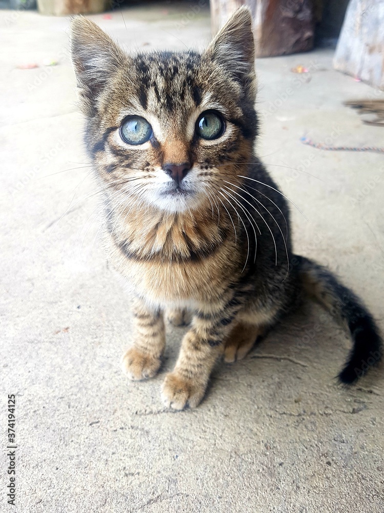gato gato