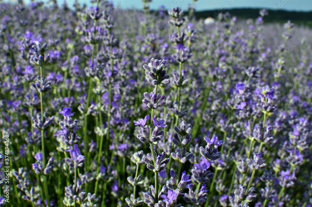 Close up of Lavender Flowers in Lavender Field during Summer at Countryside in Transylvania.