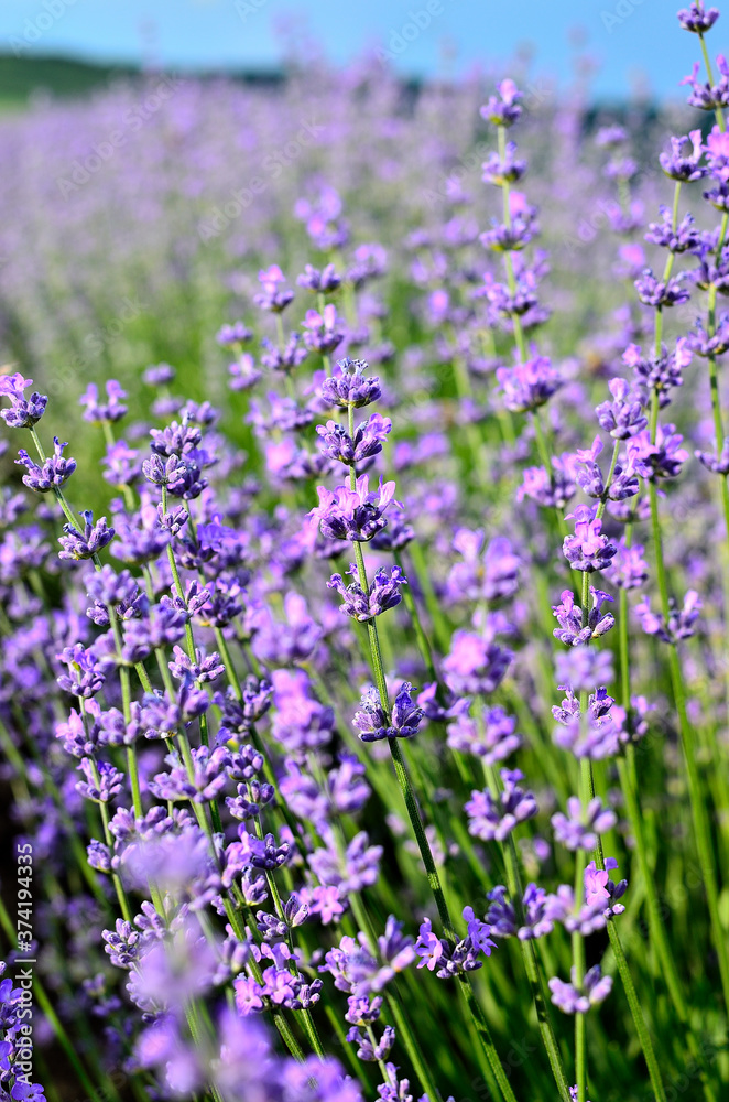 Fototapeta premium Close up of Purple Lavender flowers in Lavender Field during Summer at Countryside in Transylvania.