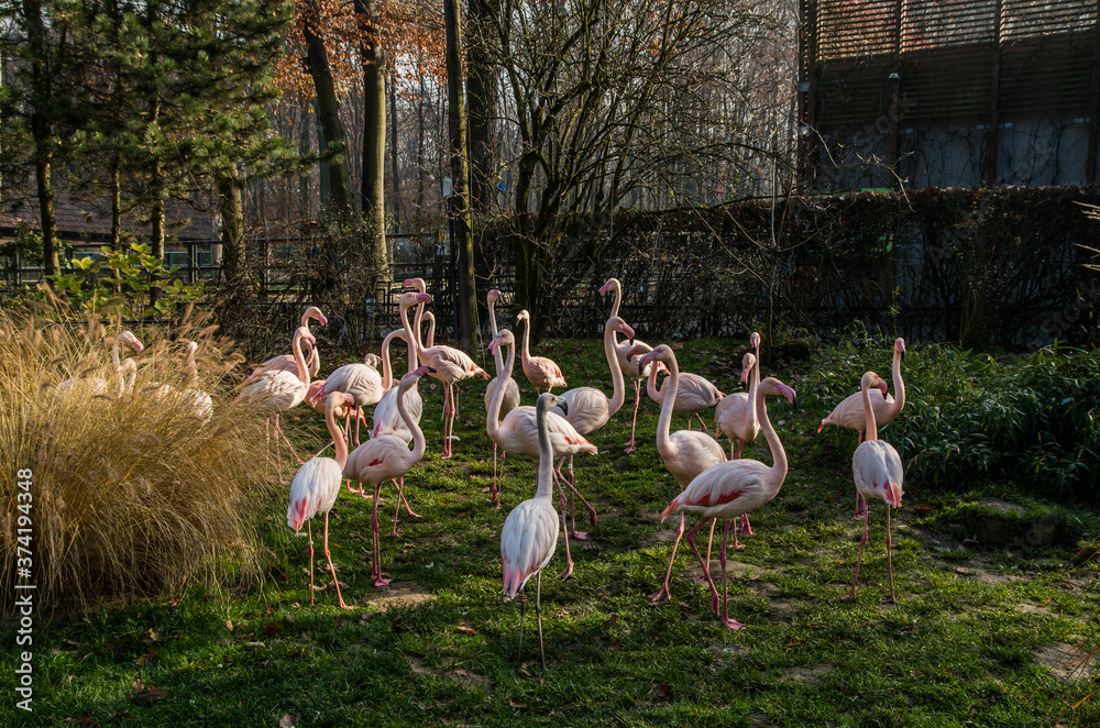 Flamingos in the Crocow's zoo, Cracow, Poland - obrazy, fototapety, plakaty 