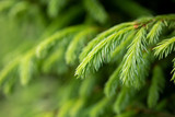 Raindrops on the branches of green spruce