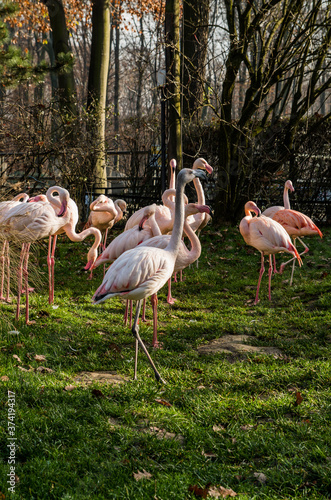 Flamingos in the Crocow s zoo  Cracow  Poland