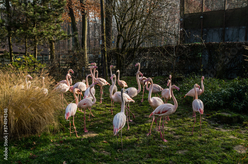 Flamingos in the Crocow's zoo, Cracow, Poland