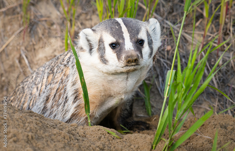 Fototapeta premium Badger in the wild