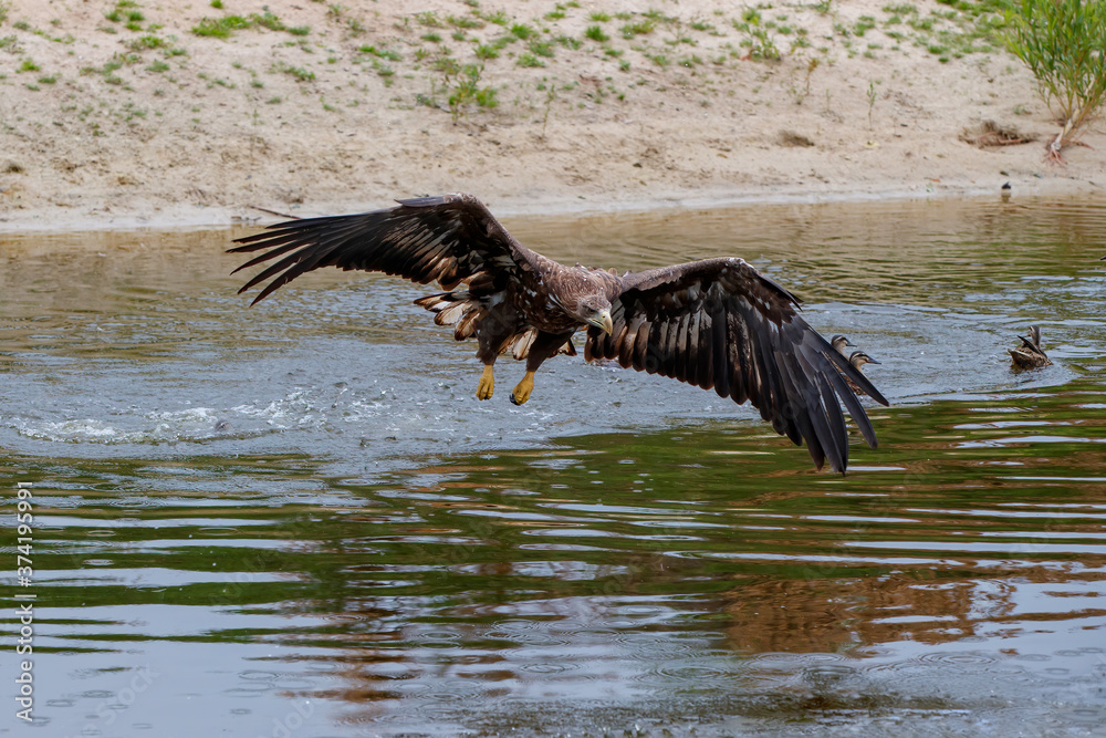 Obraz premium White Tailed Eagle (Haliaeetus albicilla) catching a prey out of the water. Also known as Eurasian sea eagle and white-tailed sea-eagle