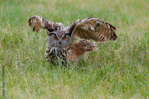Eurasian Eagle-Owl (Bubo bubo) flying in the meadows in Gelderland in the Netherlands 