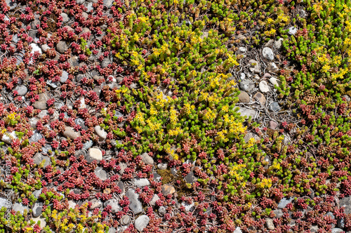 flowering stone crops on a green roof