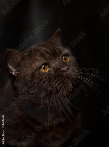 Fototapeta Naklejka Na Ścianę i Meble -  black cat portrait