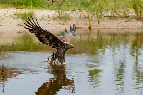 White Tailed Eagle (Haliaeetus albicilla) catching a prey out of the water. Also known as Eurasian sea eagle and white-tailed sea-eagle