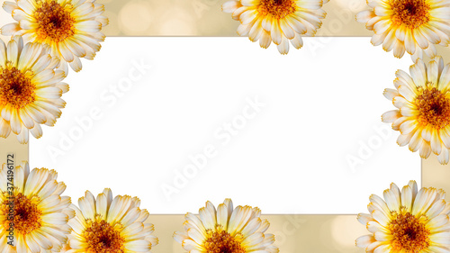 Beautiful marigold flower on yellow blurred background. Festive flowers concept. Floral card with flowers, copy space