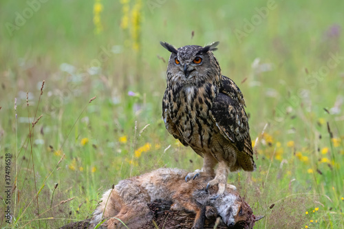 Eurasian Eagle-Owl (Bubo bubo) sitting on a red fox. Noord Brabant in the Netherlands with summer flowers in the background