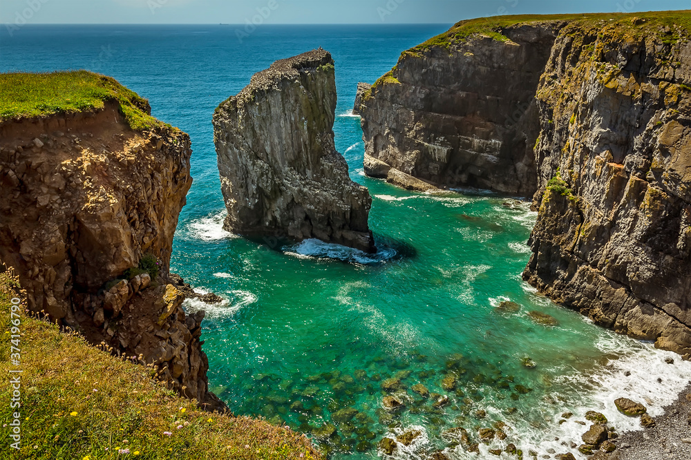 A view across a cove with a rock stack offshore populated by breeding Raverbill Gulls on the Pembrokeshire coast, Wales in summer