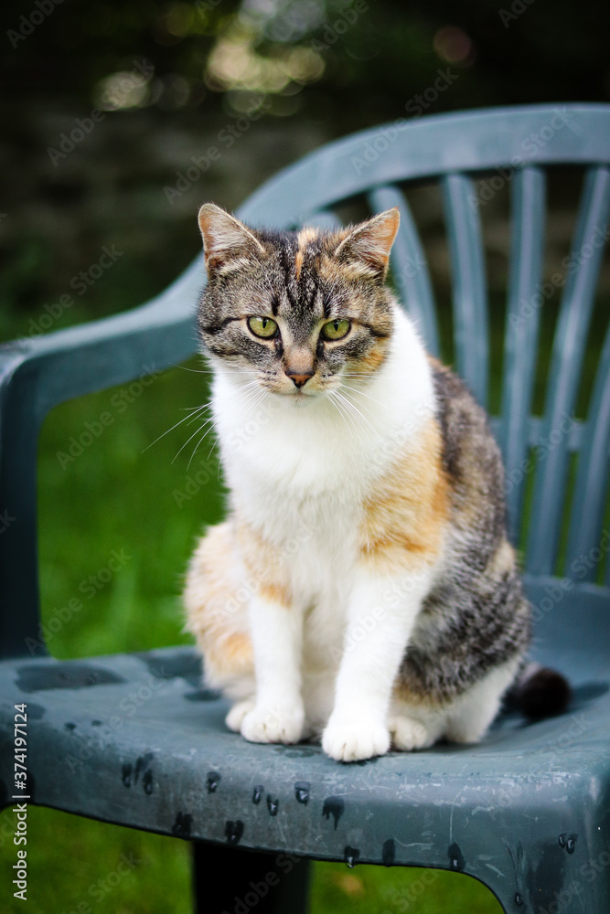 Bored expression of a domestic cat after lunch. The fearless cat loses his zest for life. Felis catus domesticus with green eyes is sitting on a chair and waiting for a command Bored expression of a domestic cat after lunch. The fearless cat loses his zest for life. Felis catus domesticus with green eyes is sitting on a chair and waiting for a command