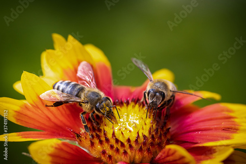 Bee on a orange flower collecting pollen and nectar for the hive