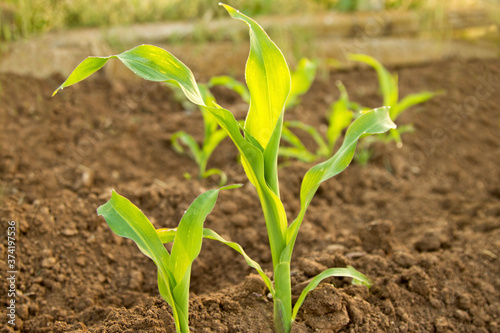 Young green corn clos-up bushes growing on the field, blurred natural background. Sustainable corn cultivation. Eco-friendly cultivation of eco plants. Growing healthy food outdoors, no pesticides