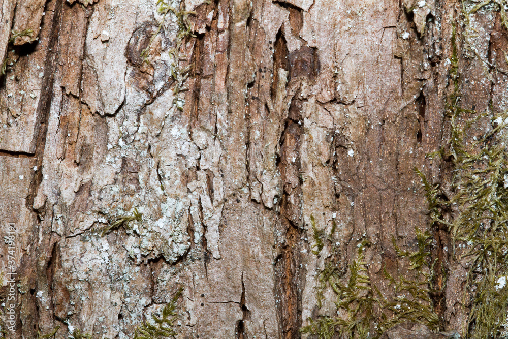 Obraz premium bois vieux remplacer travaux végétal