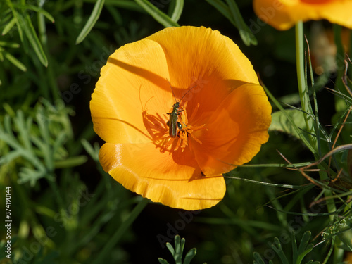 Oedemera nobilis | Oedémère noble, petit coléoptère au corps allongé vert métallique, ailes pointues, longues antennes, fémurs enflés du mâle photo