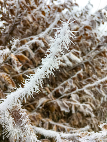 Frost needles on the plant © TomPhotos