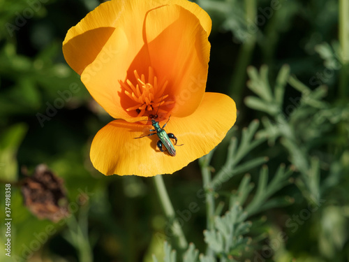 Oedemera nobilis | Oedémère noble, petit coléoptère au corps allongé vert métallique, ailes pointues, longues antennes, fémurs enflés du mâle photo