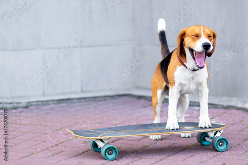 Bild auf Leinwand A funny dog of the beagle breed, learns to ride a longboard or skateboard
