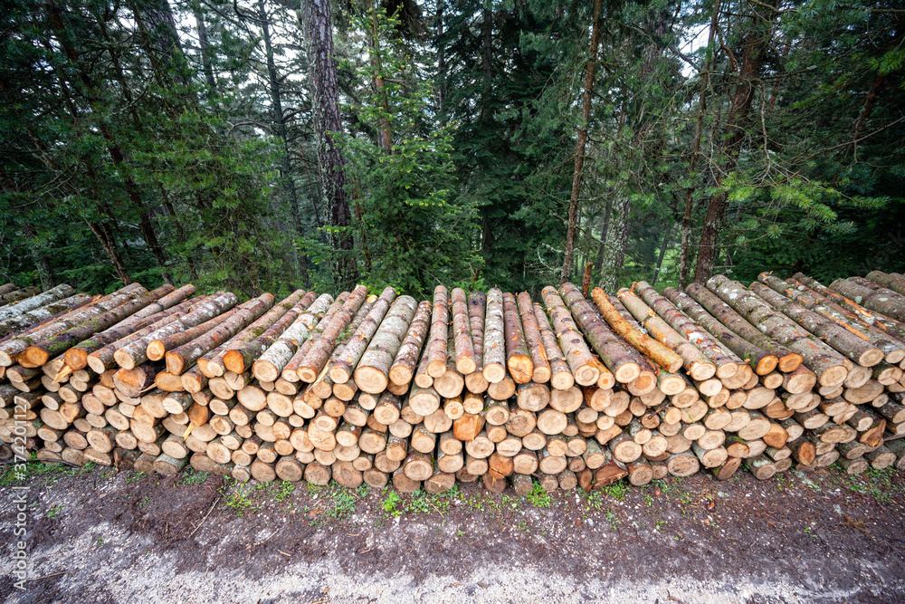 Log stacks along the forest road Log stacks along the forest road