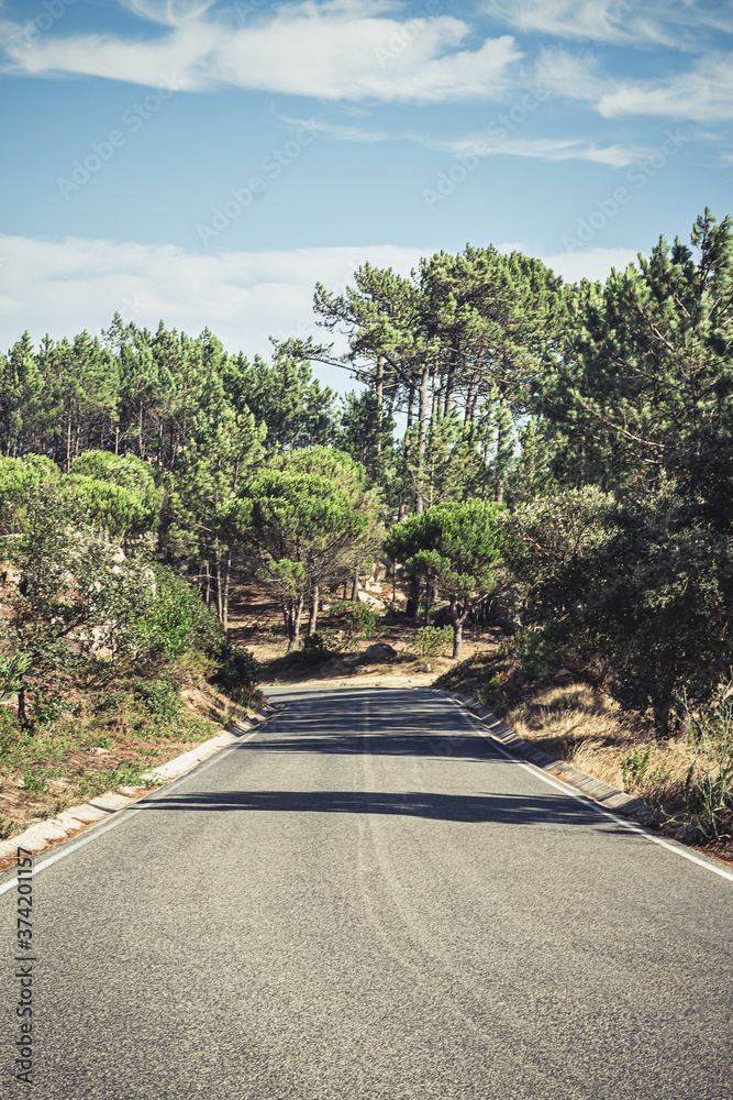 A road through the middle of the Sintra forest, Portugal A road through the middle of the Sintra forest, Portugal
