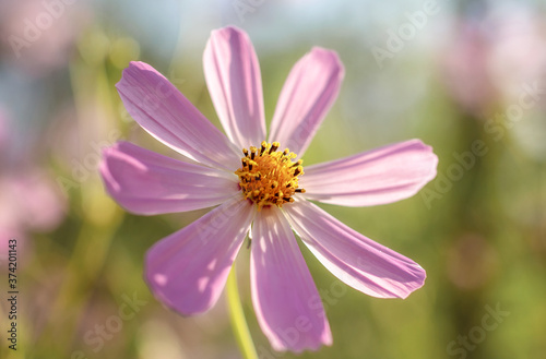 Beautiful close ups of colored flowers in bloom with delicate details, gentle sun light and bokeh backgrounds.