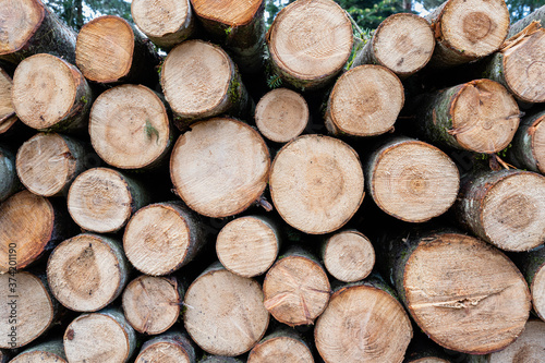 Log stacks along the forest road