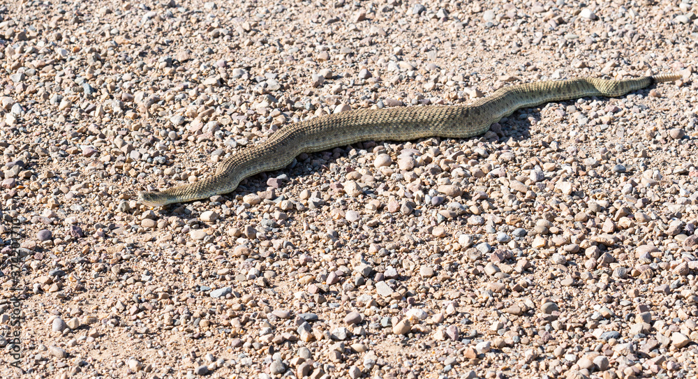 Prairie rattlesnake